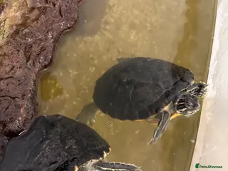 Terrapin reptiles River Cooters - Advert 1