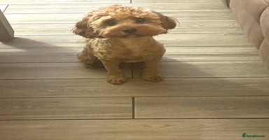 Cavapoo dogs - Advert 3