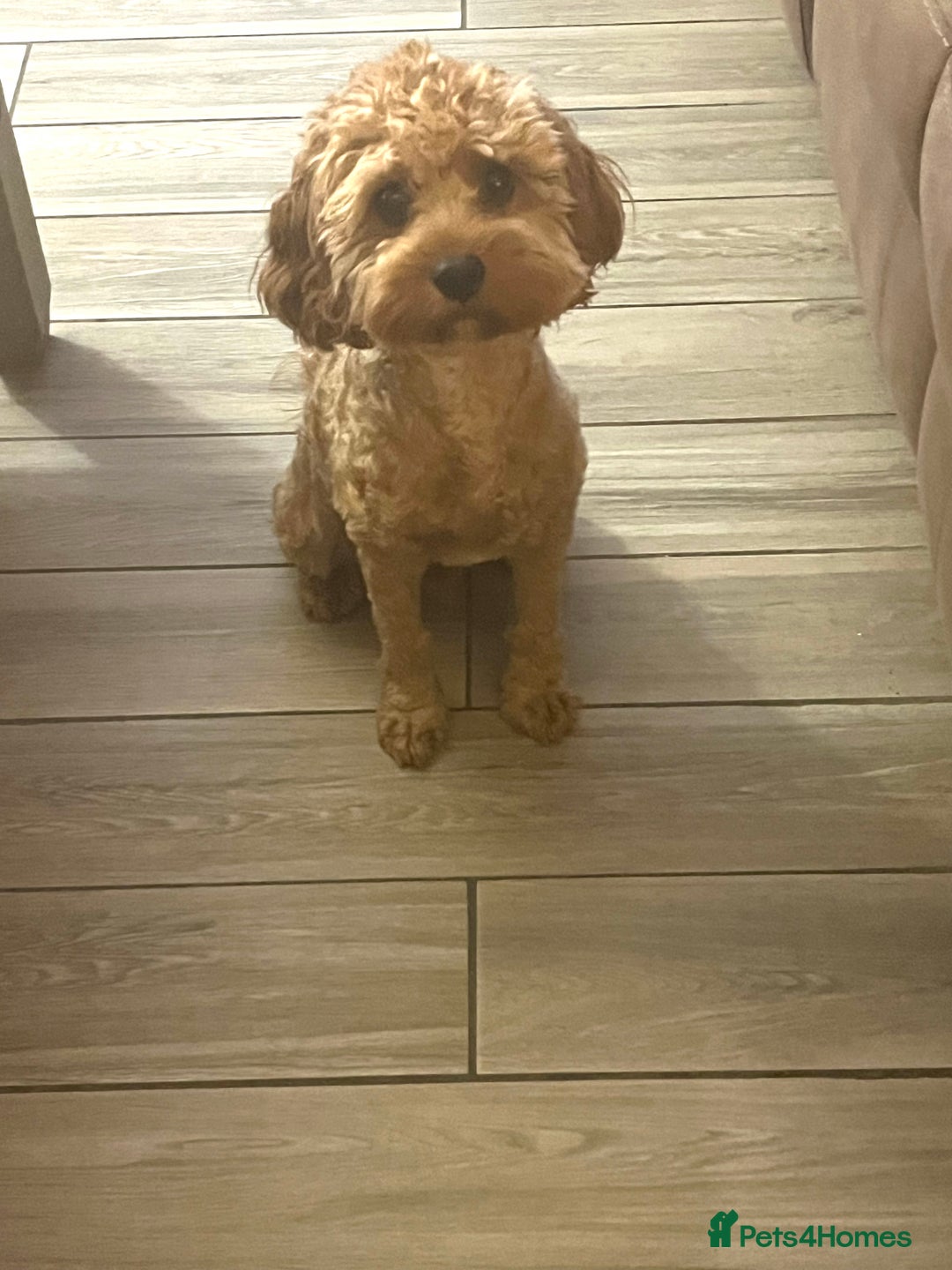 Cavapoo dogs for sale: Absolutely gorgeous cavapoo babies available. 🐾 - Image 2