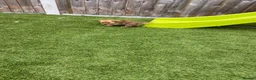 Jack Russell dogs for sale: 7 beautiful jack Russel puppies for sale - Advert 19