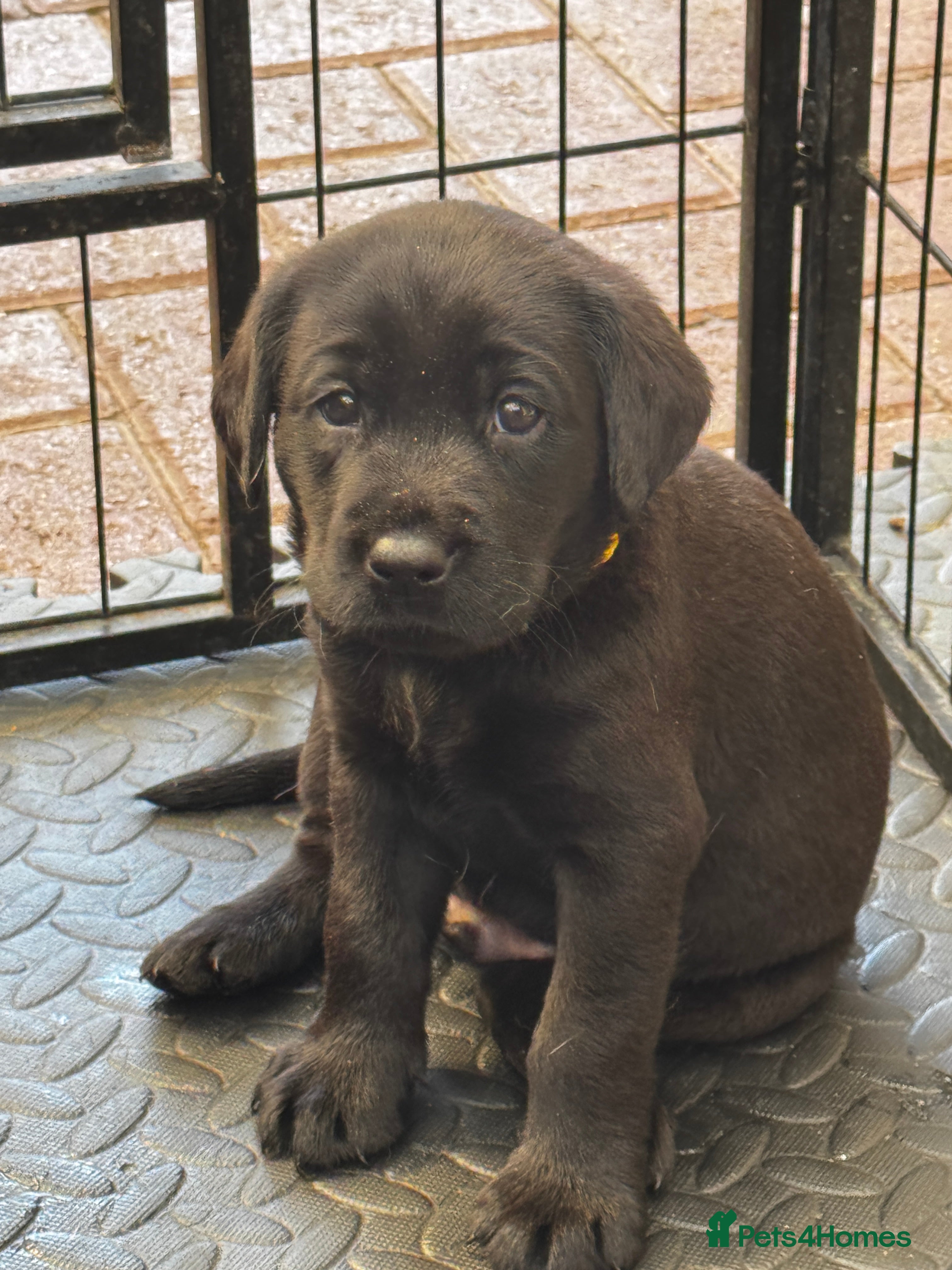 Labrador Retriever dogs Labrador puppies - Advert 2