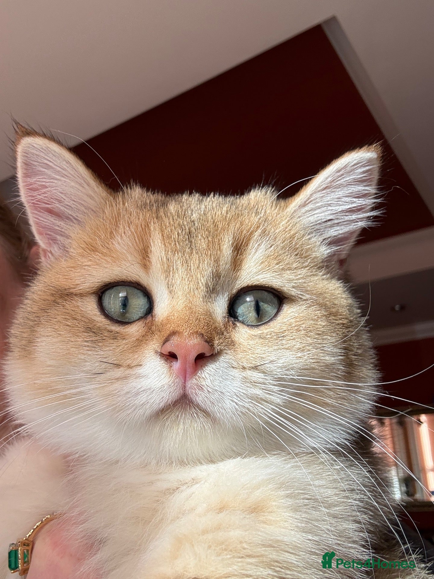 British Shorthair cats Ready Show Quality Golden Chinchillas - Advert 2