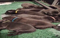 Labrador Retriever dogs for sale: Beautiful boys - Image 1