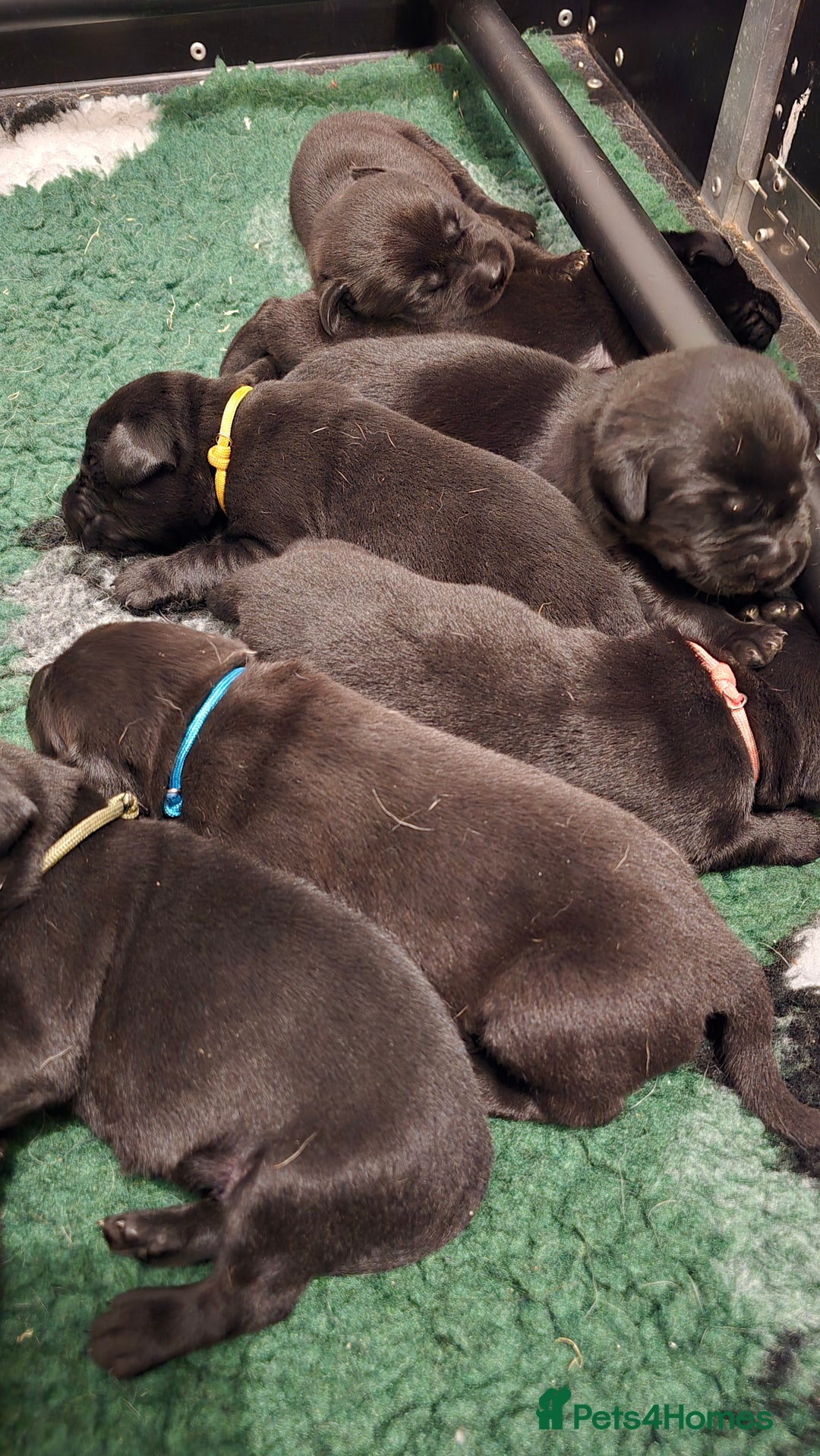 Labrador Retriever dogs for sale: Beautiful boys - Image 1