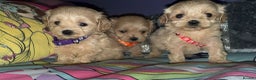 Maltipoo dogs for sale: Outstanding maltipoo - Advert 18