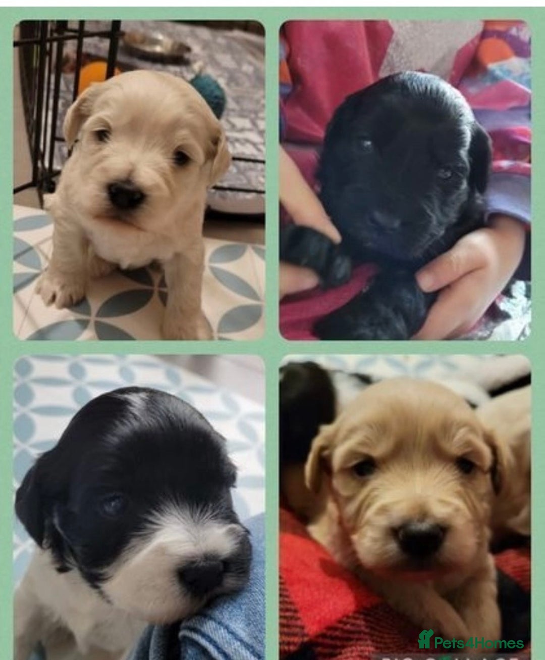 Miniature Schnauzer dogs for stud: KC Reg Choc/White Min Schnauzer MAC +BVA Clear in Coventry - Advert 18