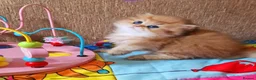 British Longhair cats for sale: 💖 Golden British Medium/Longhair Girl 💖 - Advert 5