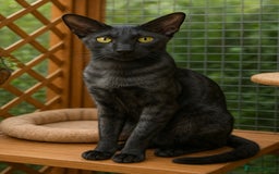 Oriental cats for sale: Last black smoke boy available now - Image 4