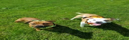 Staffordshire Bull Terrier dogs for stud: Cody - Staffy in Edinburgh - Advert 3