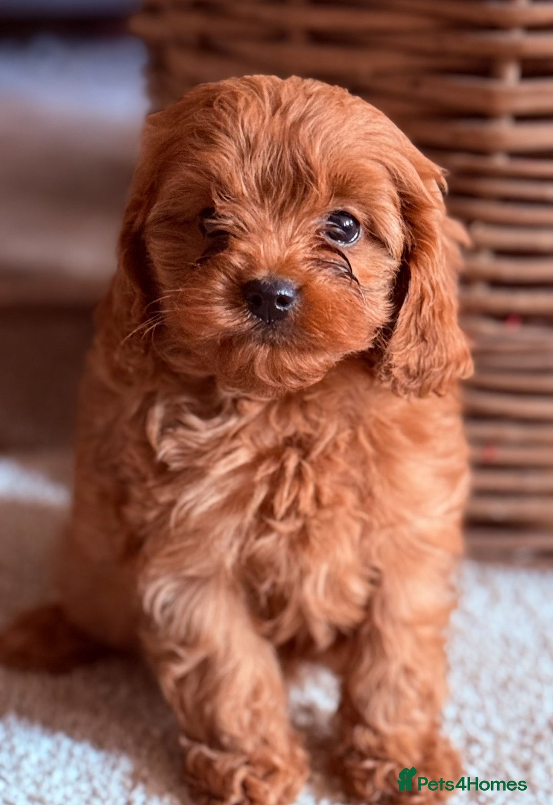 Cavapoo dogs for sale: Outstanding F1 Cavapoo Pups - Image 9
