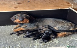 Dachshund dogs for sale: Teckle pups available  - Image 1