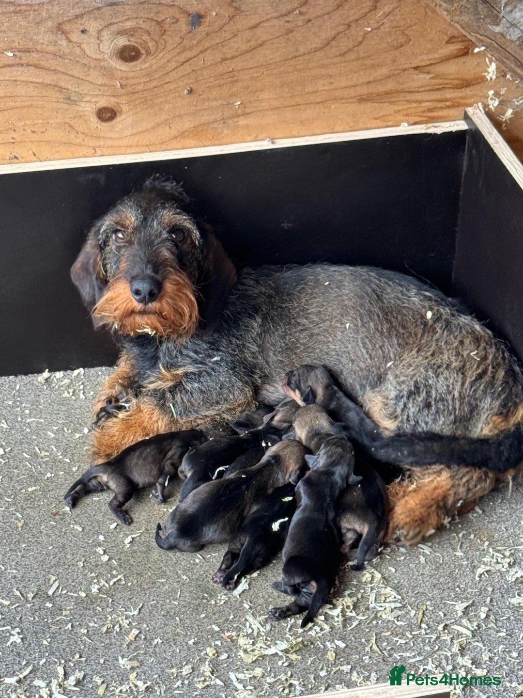 Dachshund dogs for sale: Teckle pups available  - Image 1