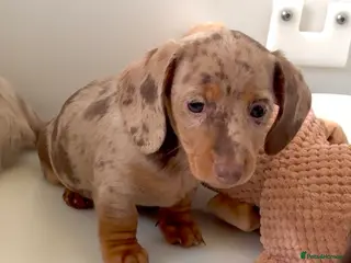 Miniature Dachshund dogs Quality long hair & smooth miniature Daxi puppy’s - Advert 18