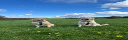Golden Retriever dogs for sale: Golden Retriever puppies in Mansfield - Advert 7