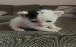 British Shorthair cats for sale: 4 adorable girl kittens  - Image 4