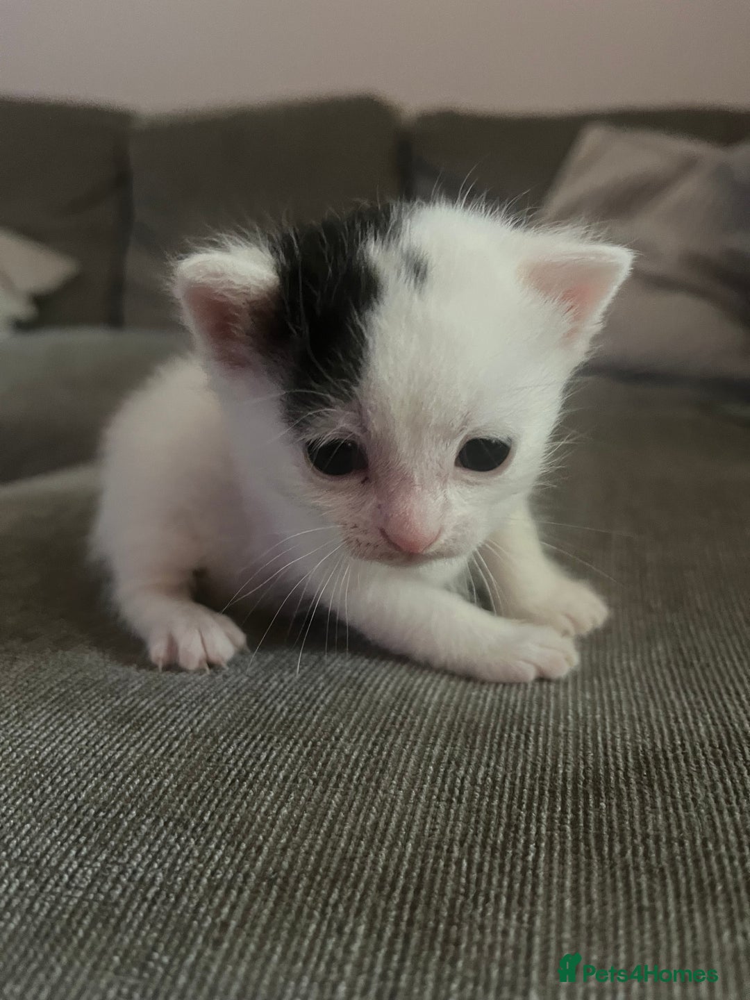 British Shorthair cats for sale: 4 adorable girl kittens  - Image 4