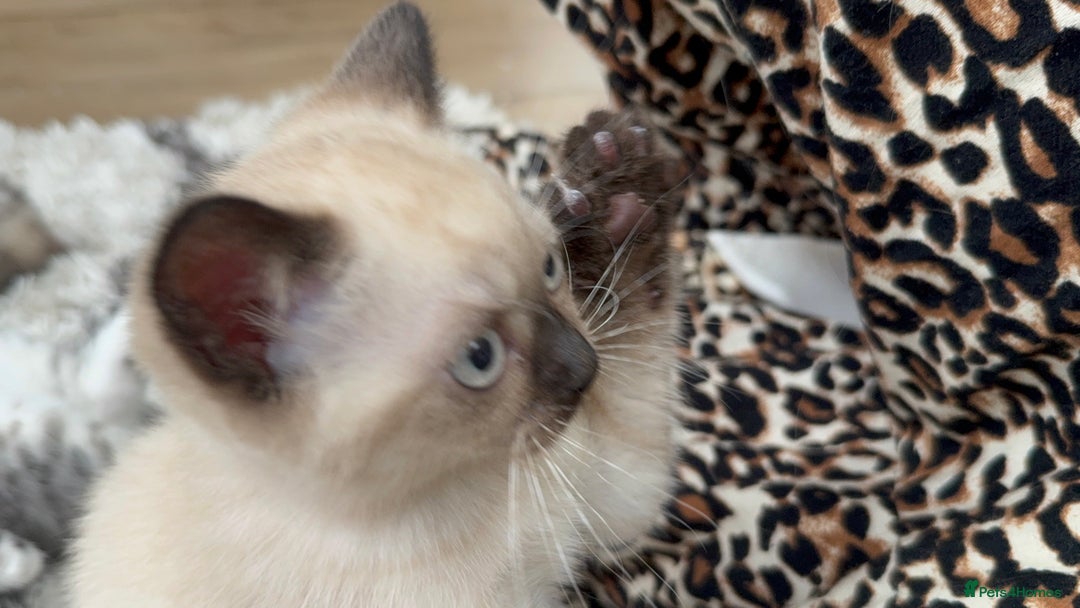 British Shorthair cats for sale: Full BSH kittens ready to leave now, 14 weeks old - Image 28