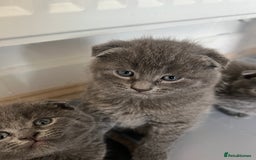 Scottish Fold cats for sale:  A little kittens scotchfold  - Image 10