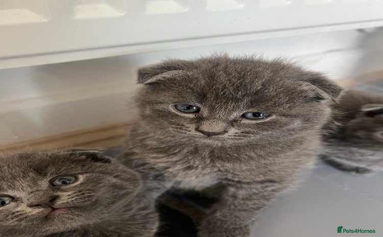 Scottish Fold cats - Advert 2