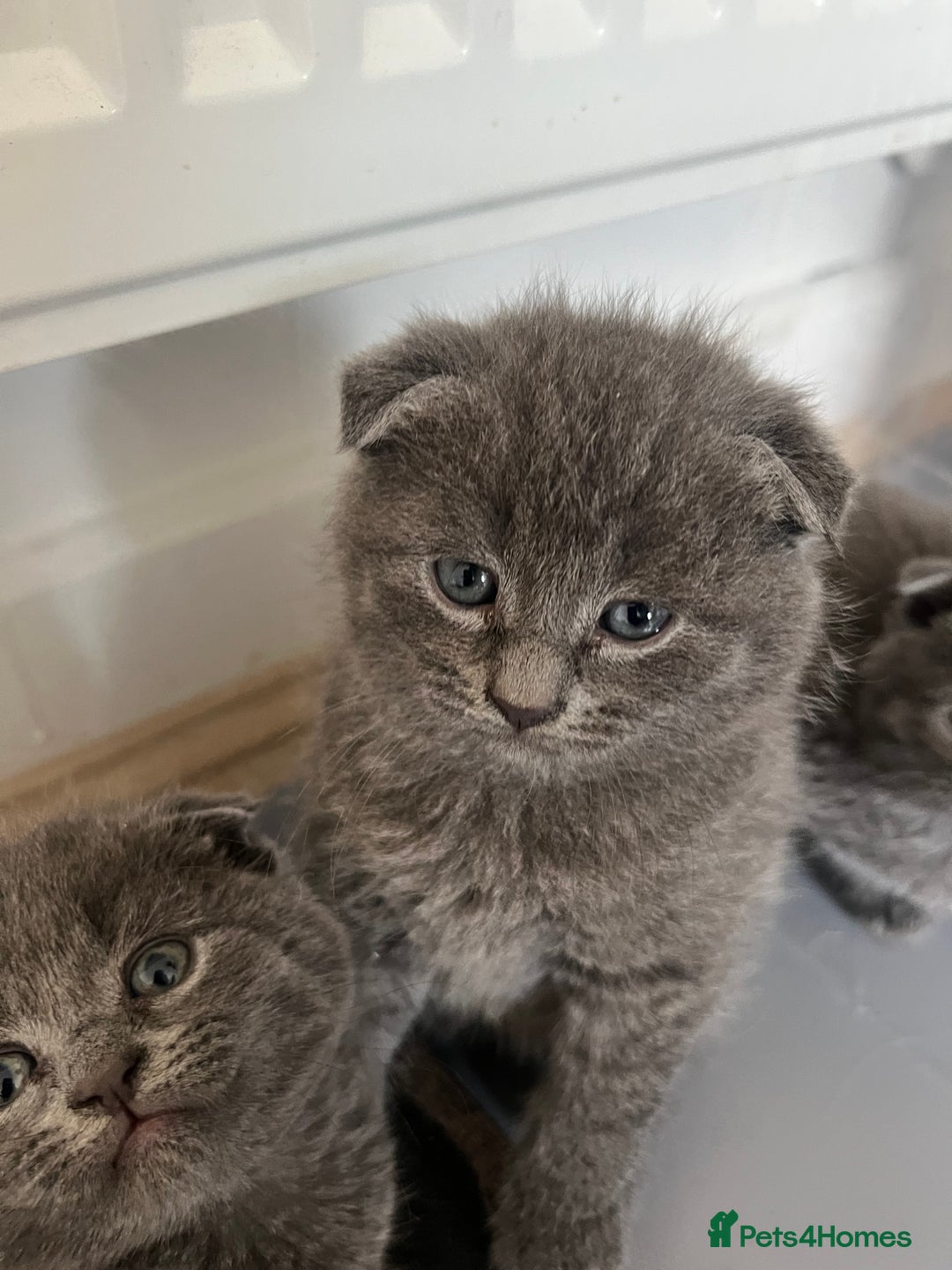 Scottish Fold cats for sale:  A little kittens scotchfold  - Image 10