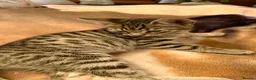 Mixed Breed cats for sale: Stunning Bengal Mix Kittens Ready Now! in Enfield - Advert 6