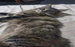 Mixed Breed cats for sale: Urgent! Beautiful Turkish Angora/tabby - Image 4