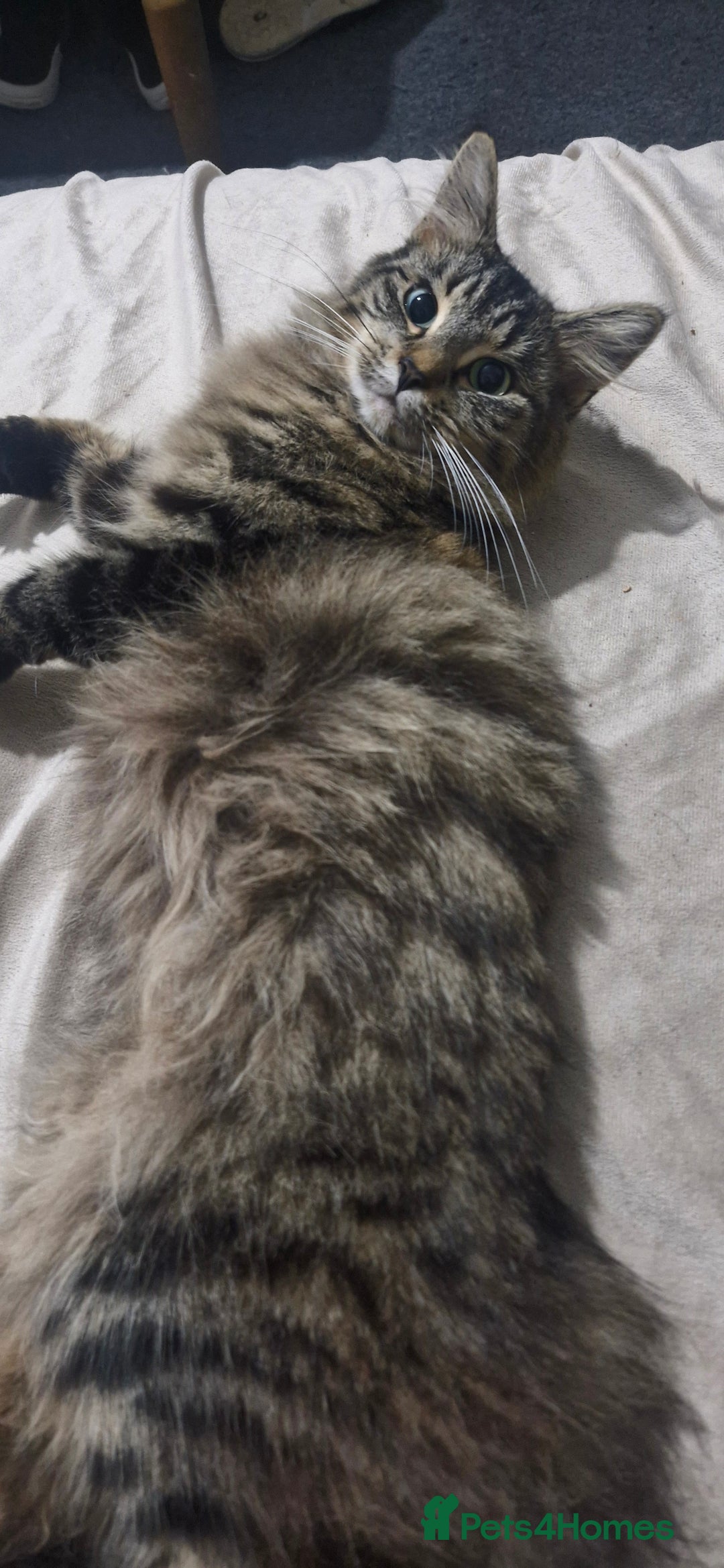 Mixed Breed cats for sale: Urgent! Beautiful Turkish Angora/tabby - Image 4