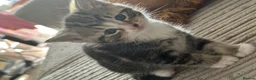 Mixed Breed cats for sale: 2 x female kittens  - Advert 7
