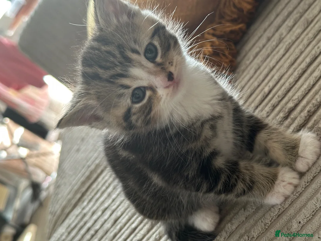 Mixed Breed cats for sale: 2 x female kittens  - Advert 7