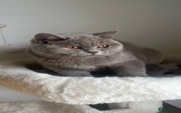 British Shorthair cats for sale: GCCF Registered Lilac British Shorthair Boy - Image 10