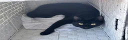 Mixed Breed cats for sale: 2 x female cats to be homed together  - Advert 14