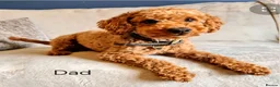 Cockapoo dogs for sale: Stunning F1BB Toy American Cockapoos - Advert 18