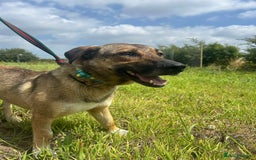 Mixed Breed dogs for adoption: Bella - Norwich Norfolk  - Image 6