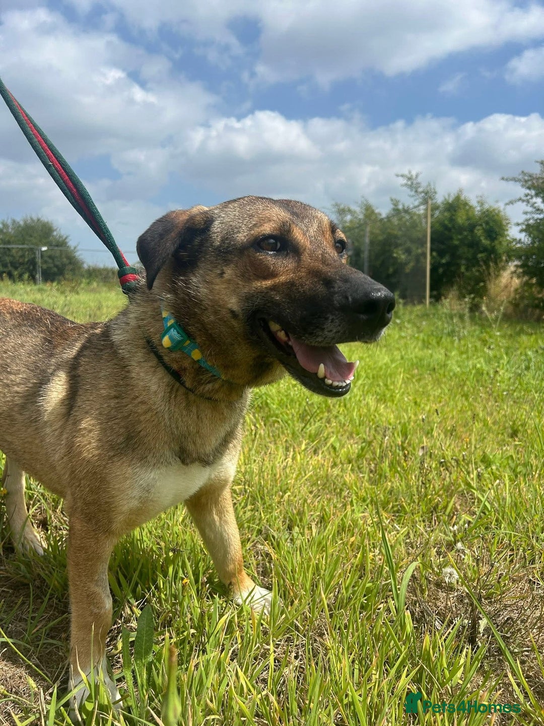 Mixed Breed dogs for adoption: Bella - Norwich Norfolk  - Image 6