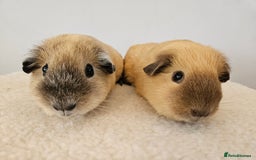 Guinea Pig rodents for sale: Pair of pet californian guinea pigs female SOLD - Image 5
