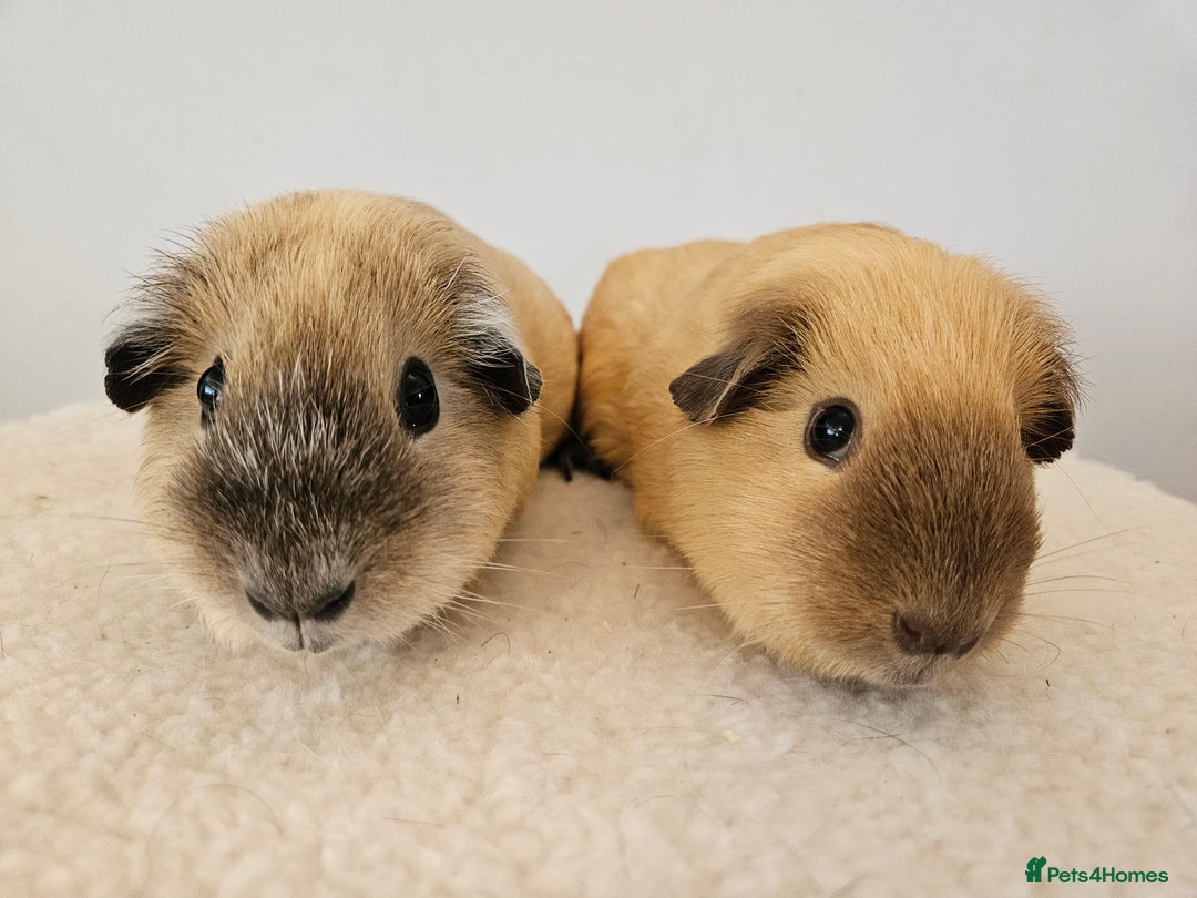 Guinea Pig rodents for sale: Pair of pet californian guinea pigs female SOLD - Image 5