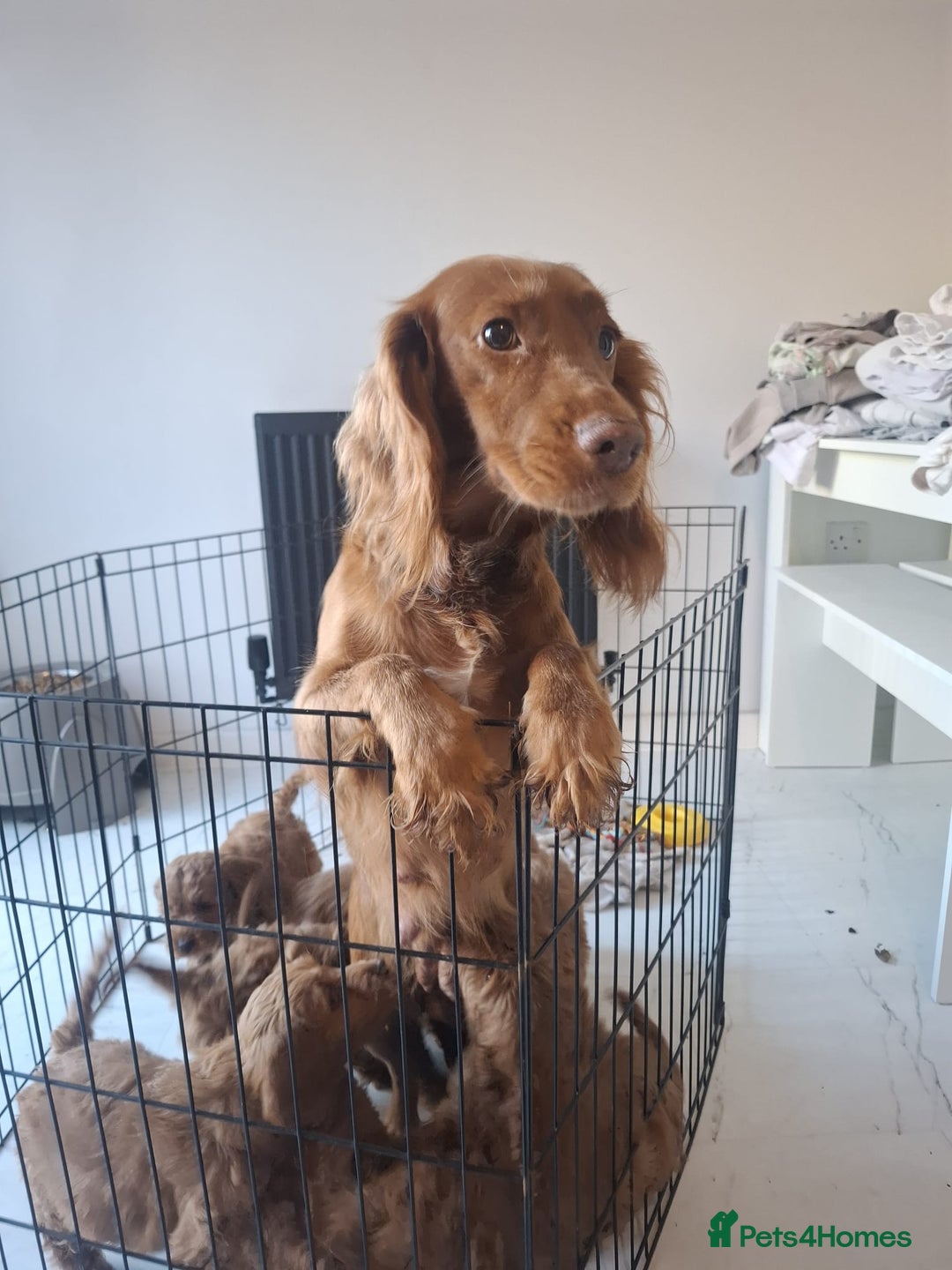 Cockapoo dogs for sale: COCKAPOOS READY NOW - Advert 8