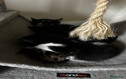 Domestic Shorthair cats for sale: 7 very adorable kittens  - Image 12