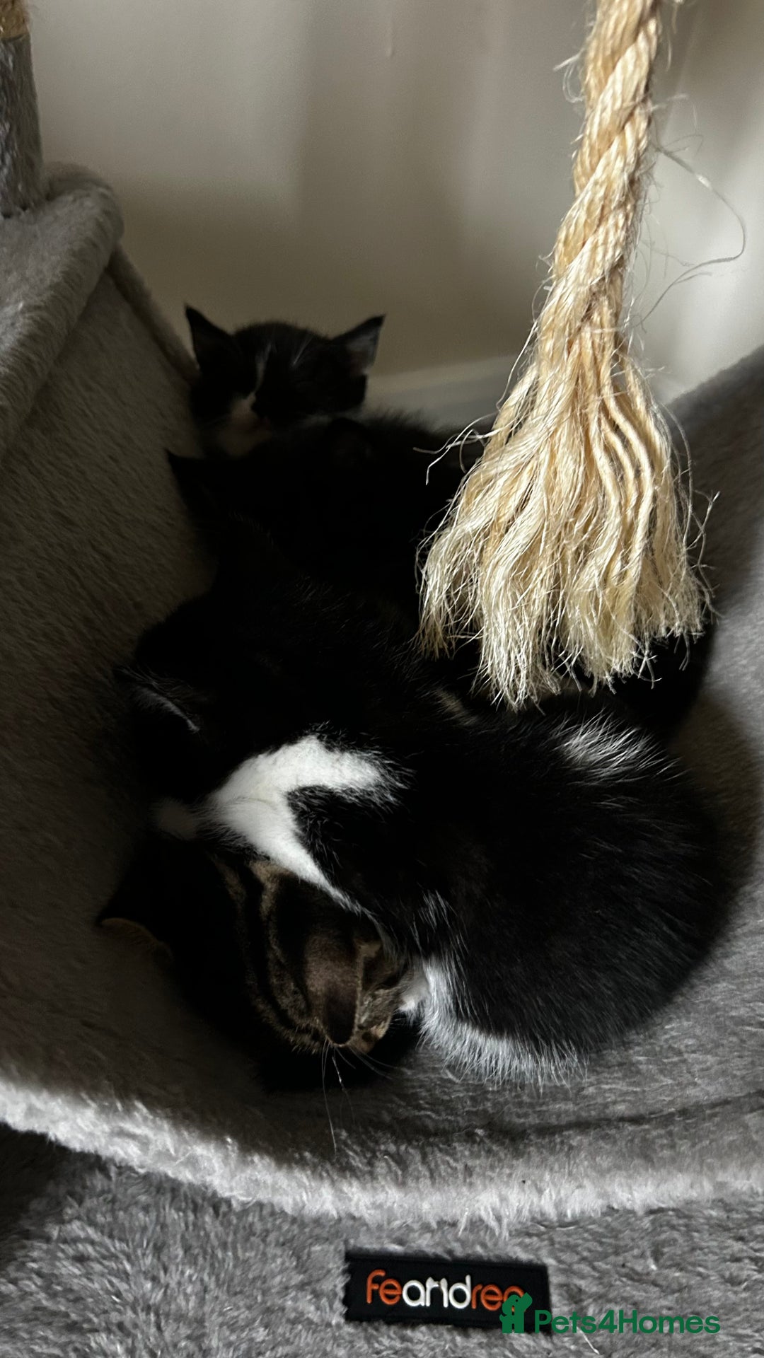 Domestic Shorthair cats for sale: 7 very adorable kittens  - Image 12