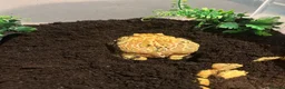 Frog reptiles for sale: Apricot Horned Frog - Advert 3