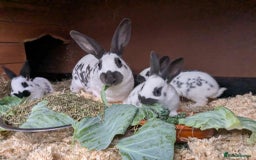 English rabbits for sale: Vaccinated purebred baby English rabbits - Image 6