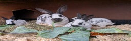 English rabbits for sale: Fully vaccinated pure English rabbits - ready now! - Advert 6