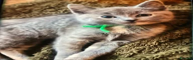 Ragdoll Kitten 3