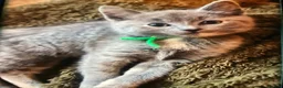Ragdoll cats for sale: British short hair & ragdoll x - Advert 19