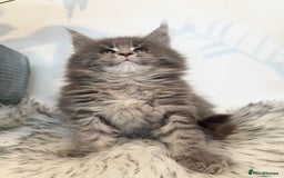 Maine Coon cats for sale: Champions - Bloodline Purebred Maine Coon Kittens  - Image 3
