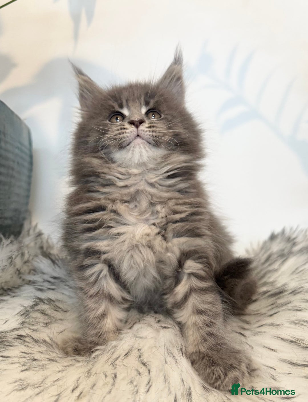 Maine Coon cats for sale: Champions - Bloodline Purebred Maine Coon Kittens  - Image 3