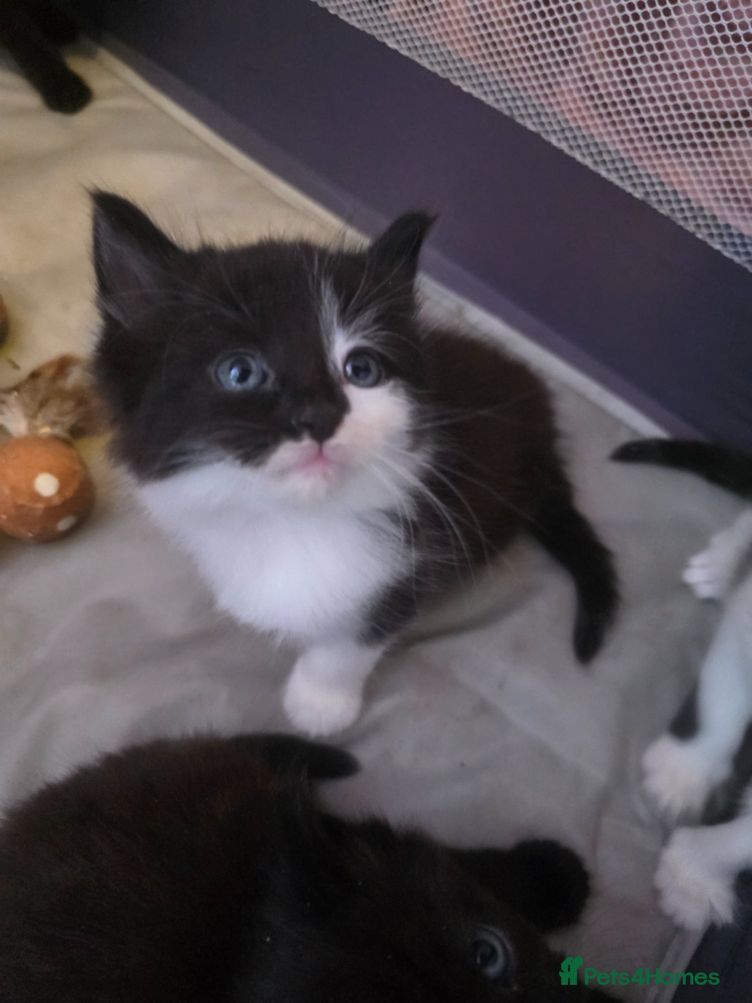 British Longhair cats Beautiful male kitten - Advert 6