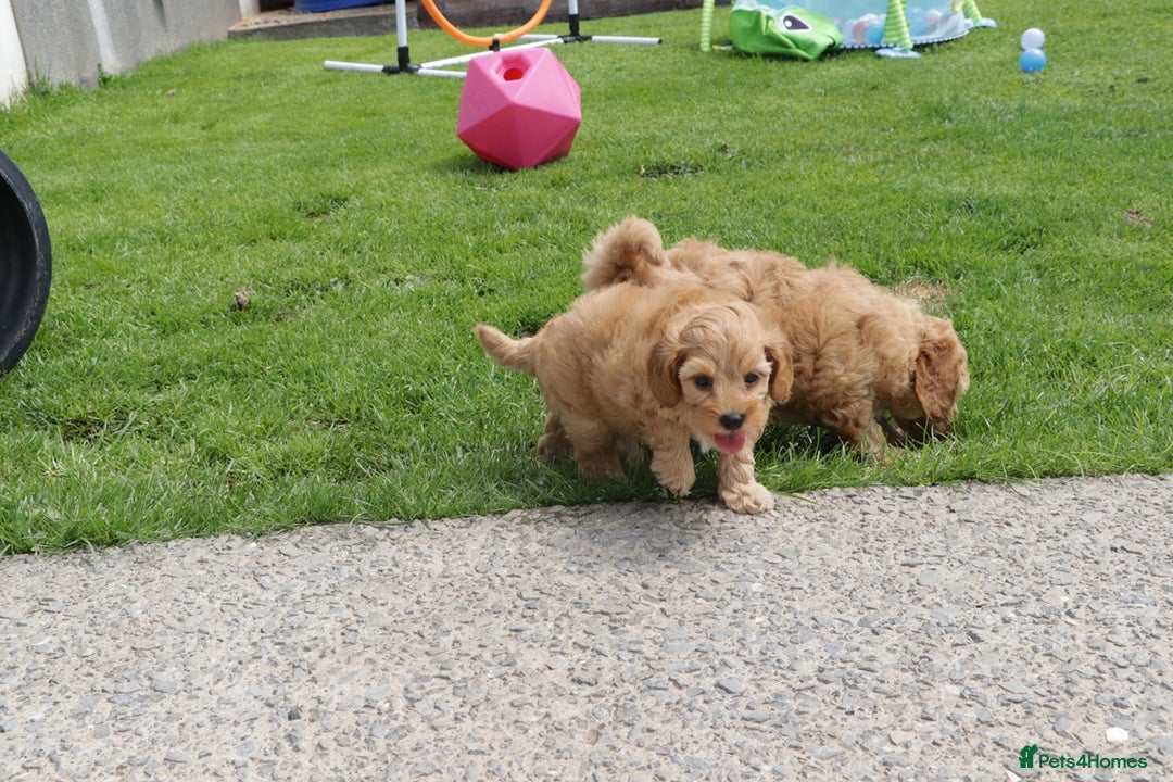 Cockapoo dogs for sale: Beautiful Cockapoo puppies for sale - Image 30
