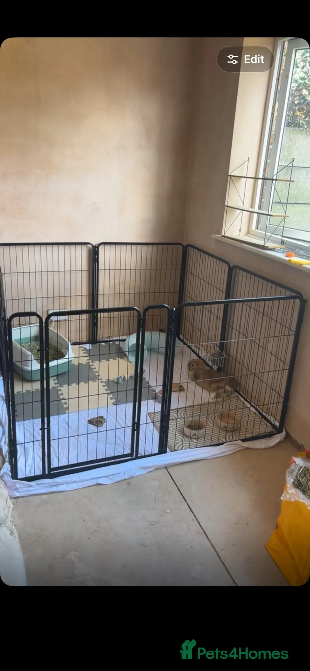 Mini Lop rabbits for sale: 1 year old male Mini lop  in Nottingham - Advert 2