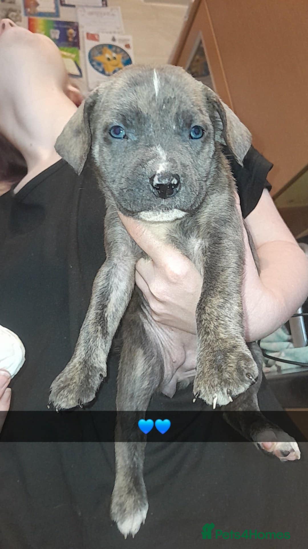 Mixed Breed dogs for sale: Puppies for sale  - Advert 2